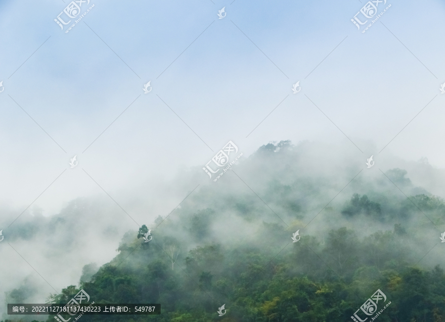 雨林