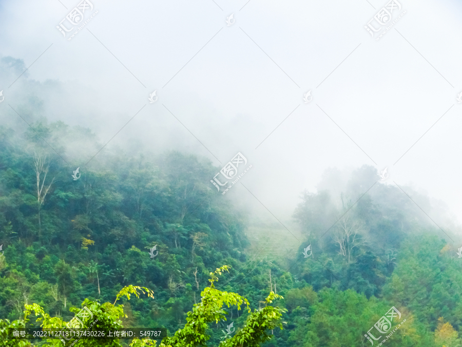 雨林