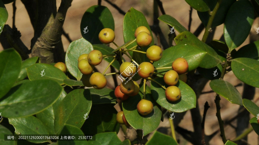 开始变红的无刺枸骨浆果