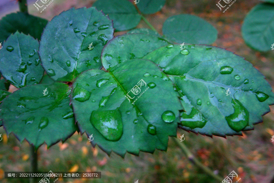 细雨中清新的月季花叶