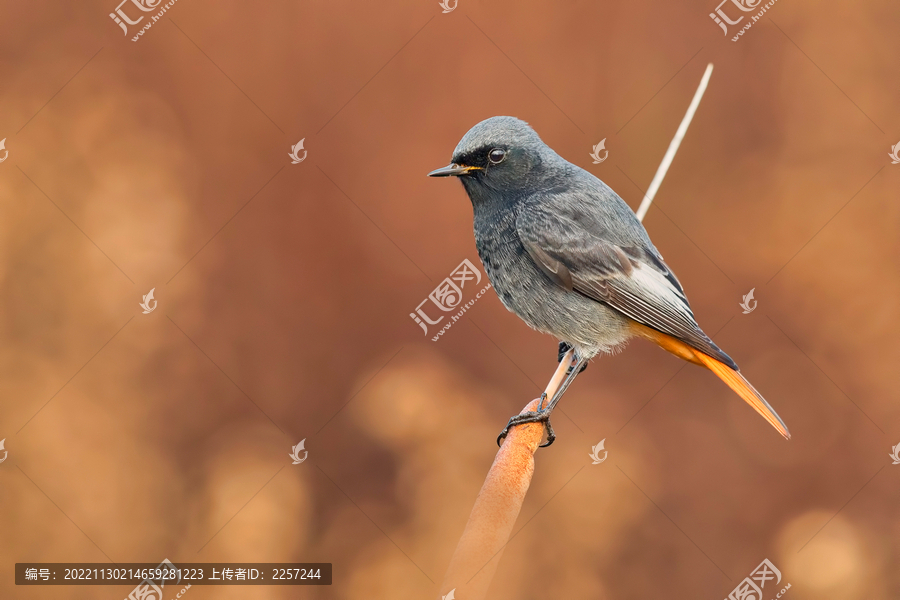 赭红尾鸲站在枝头与枝头鸟