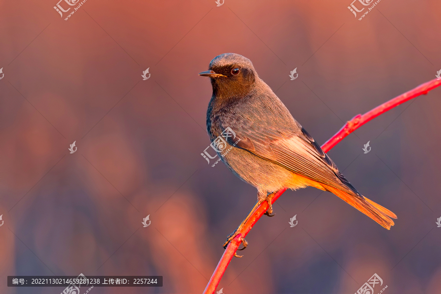 赭红尾鸲站在枝头与枝头鸟