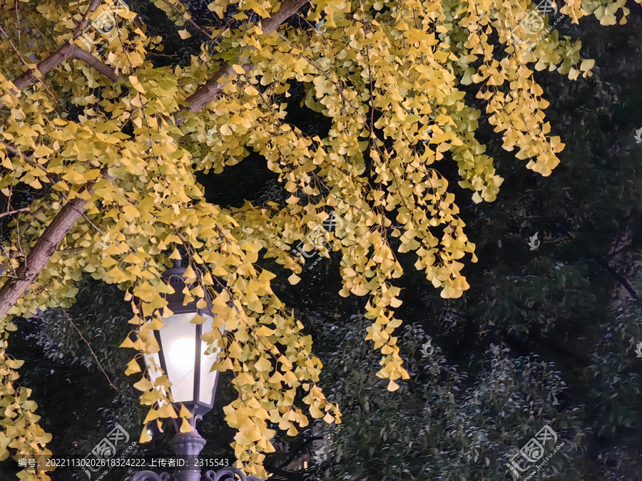 路灯下的银杏夜景