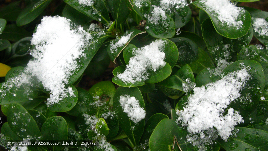 海桐上的初雪