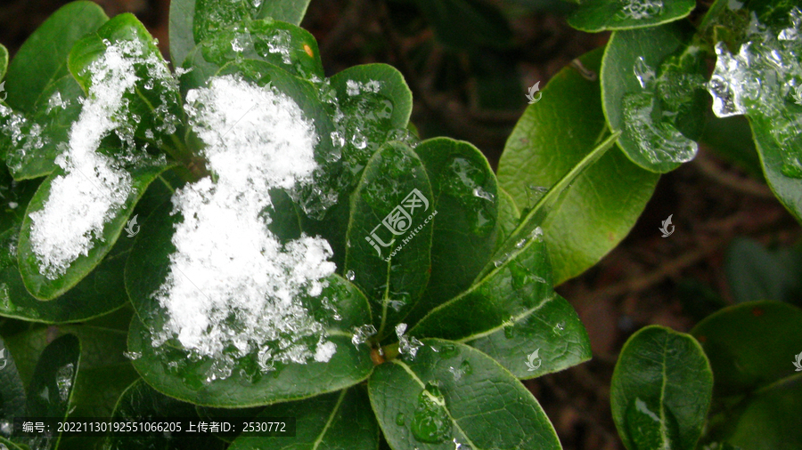 海桐上的初雪