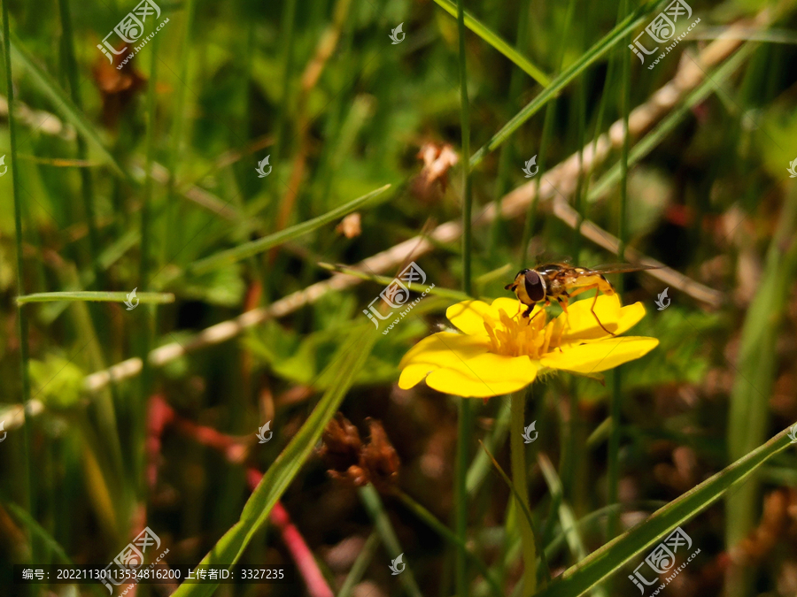 花丛蜜蜂