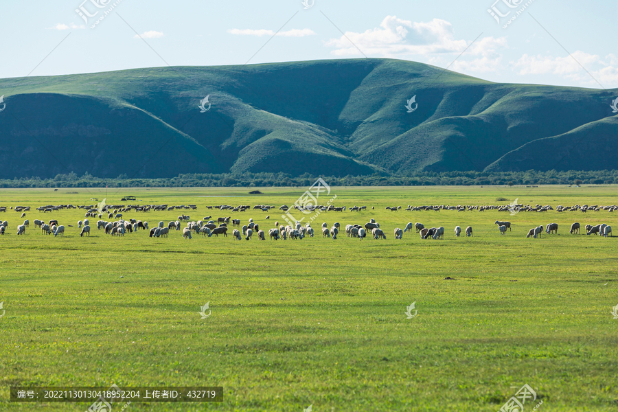 草原牧场夏天羊群