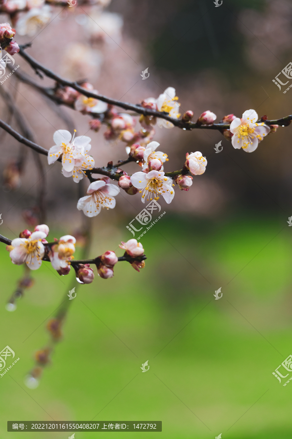 武汉东湖梅园春季梅花风光