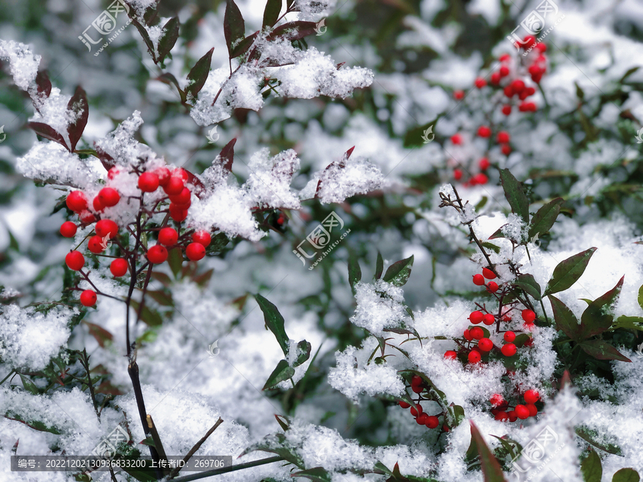 雪中的一片红