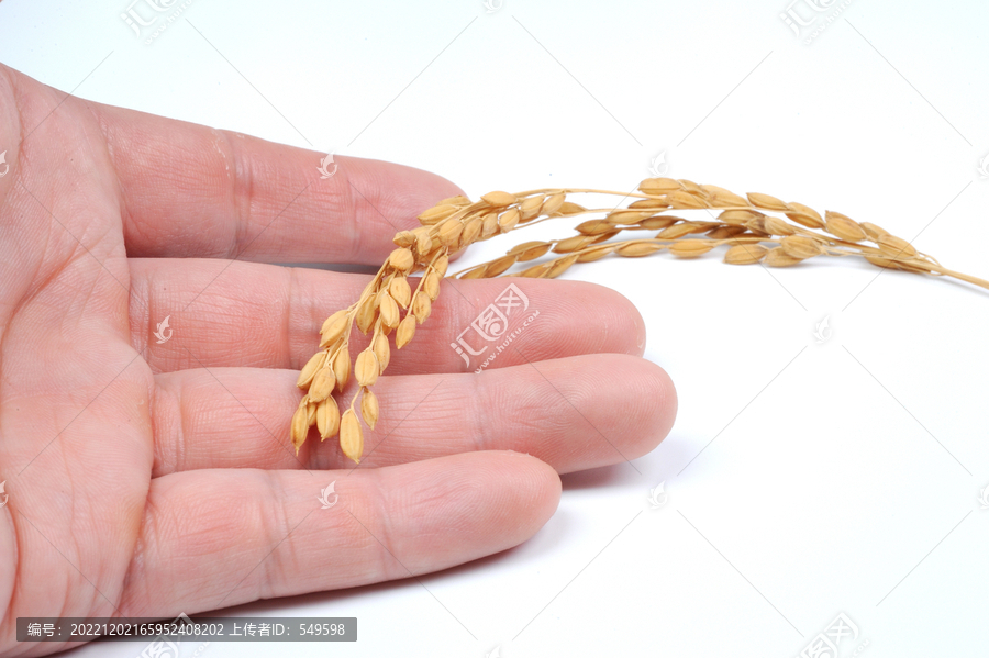 农民手捧稻穗