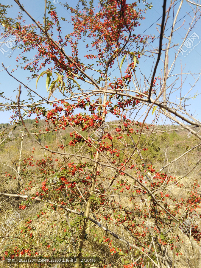 山里红