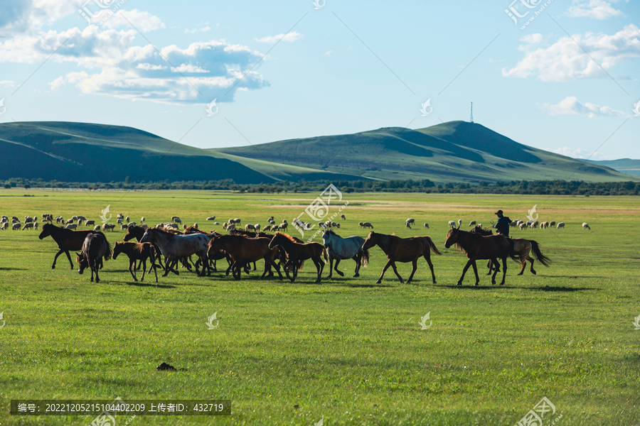 草原牧场骑马放牧马群