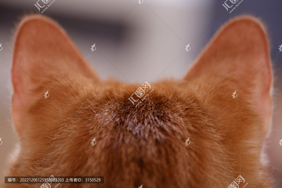 橘猫头部耳朵特写