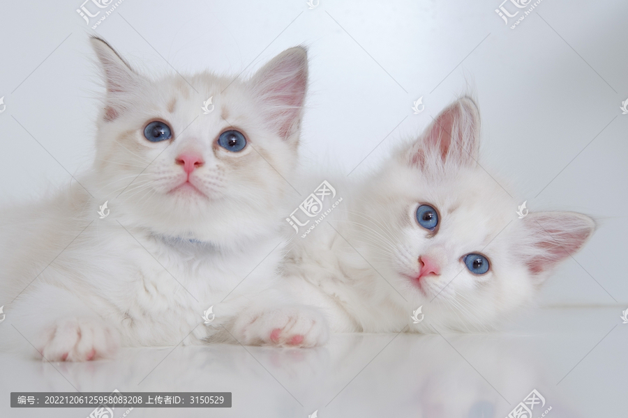 两只白色的小奶猫
