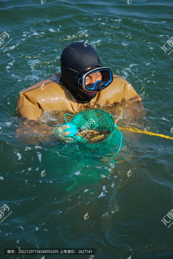 潜水员海参捕捞