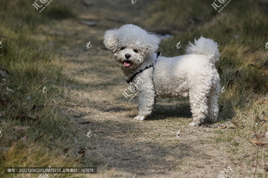 比熊犬