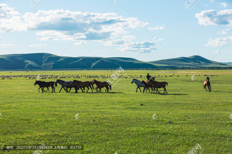 夏天草原牧场骑马马群