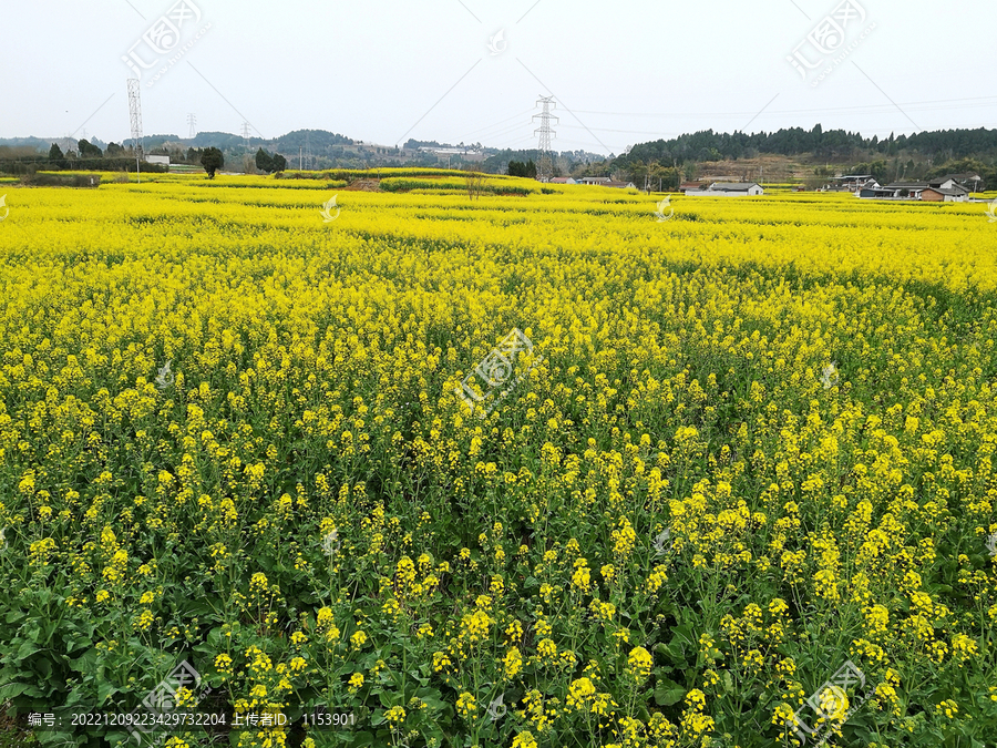 油菜地