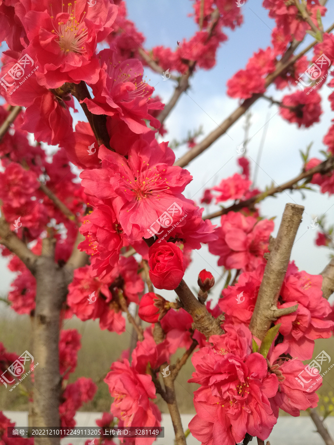 桃花繁花盛开