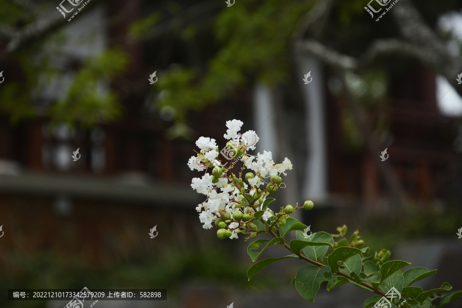 白色紫薇花