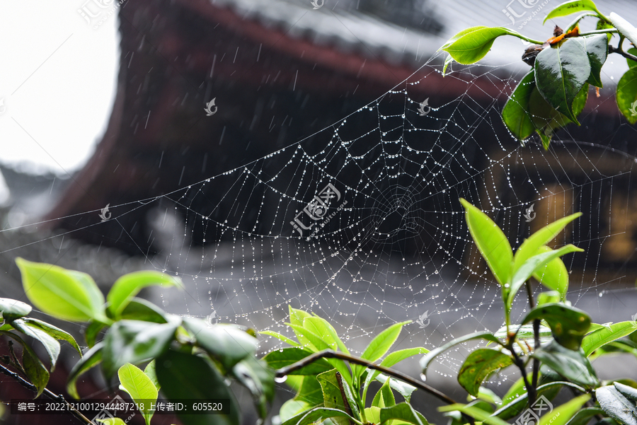 雨中的蜘蛛网