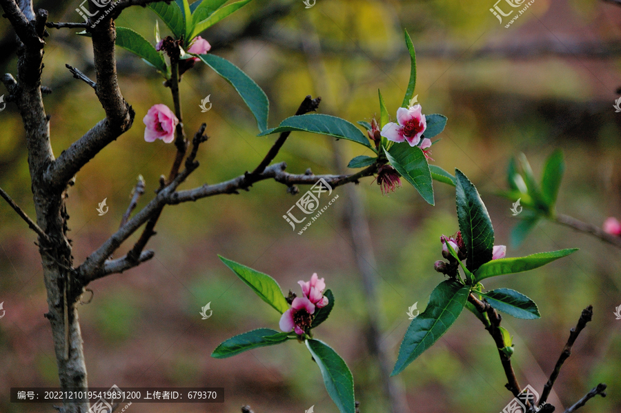 桃树枝桃花授粉后