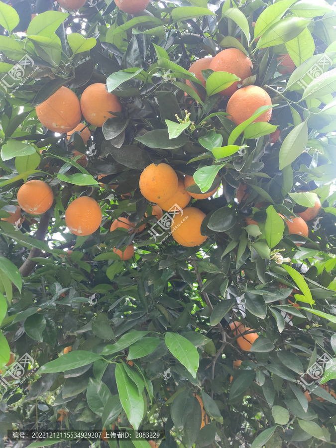 树上橙子