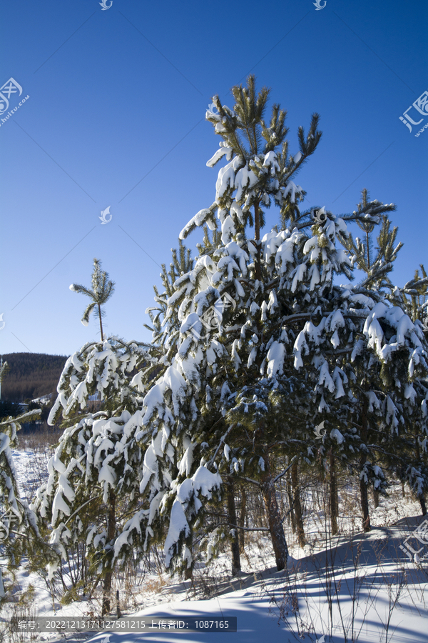 大雪压青松