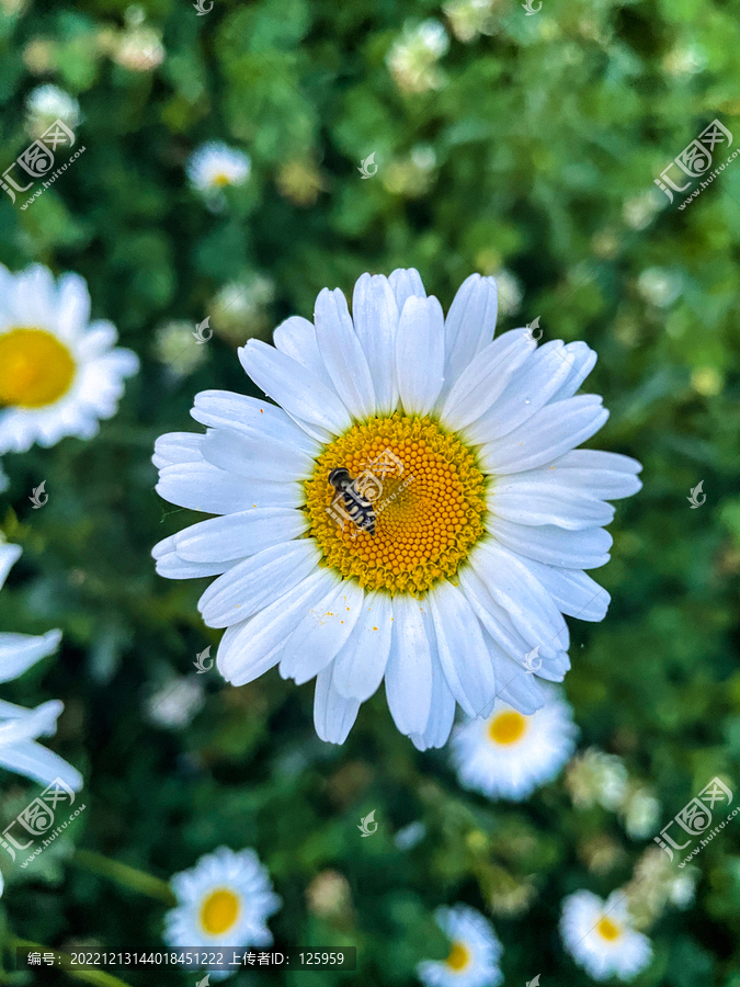 白色野生小雏菊蜜蜂