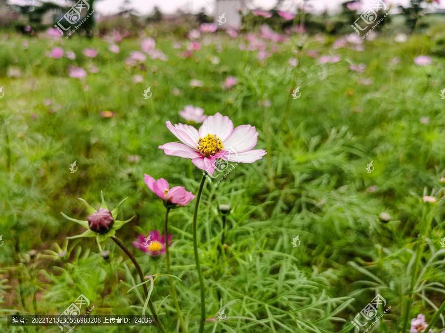 大波斯菊