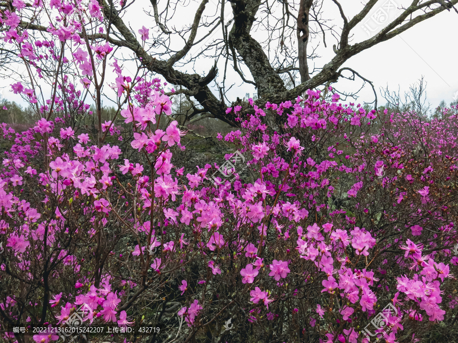 杜鹃花枯树