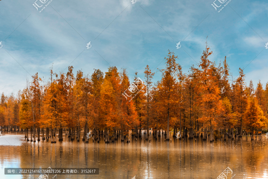 白鹭湖湿地公园的水杉