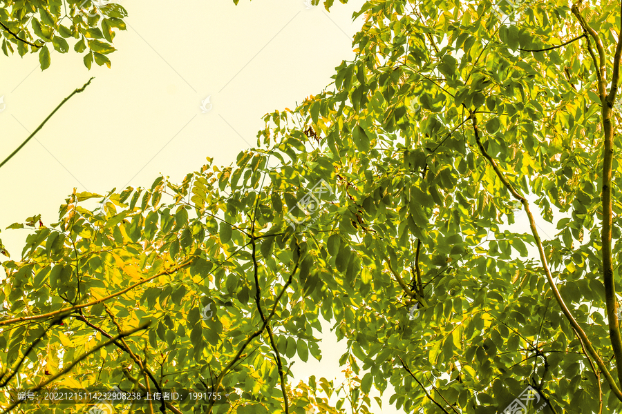 黄色树林树叶