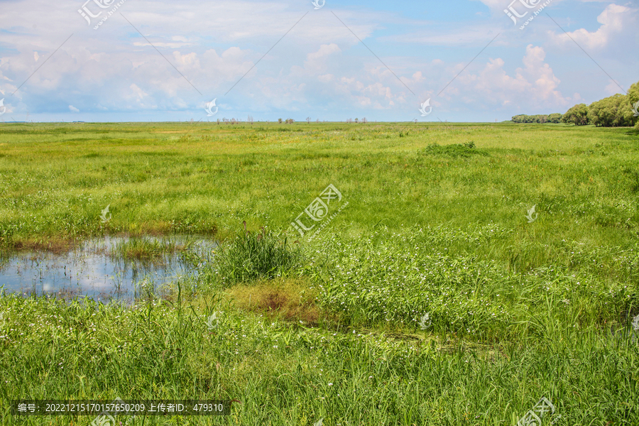 湿地沼泽