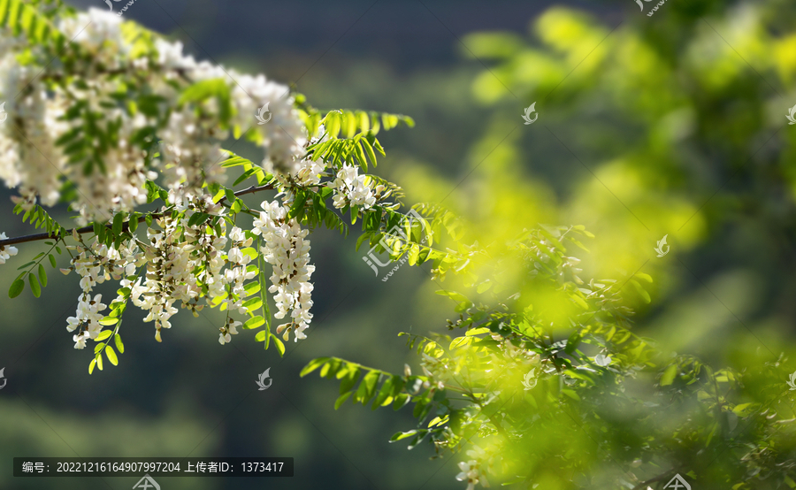 槐花