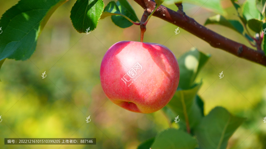 红苹果