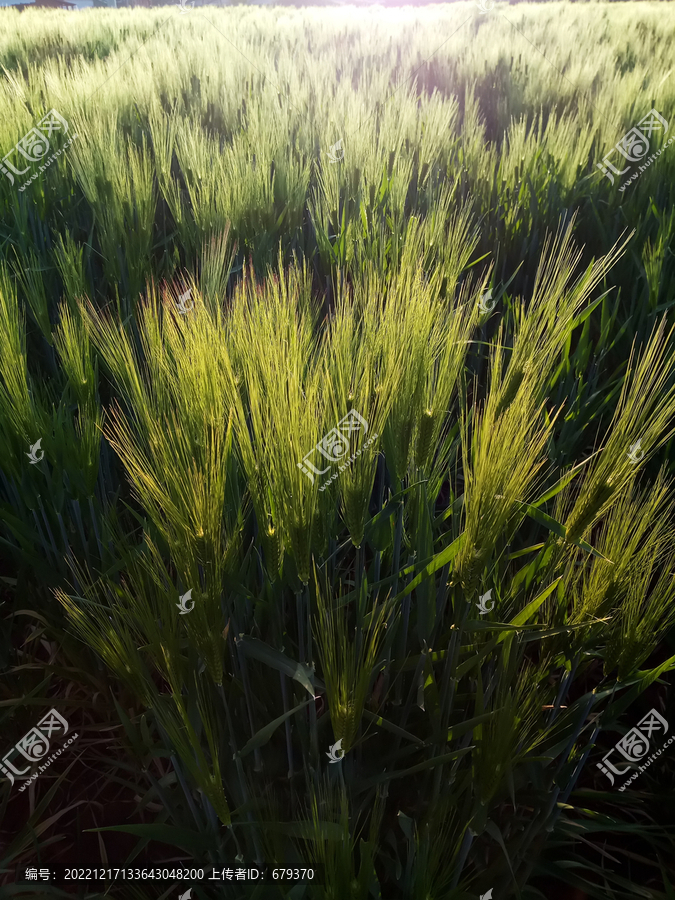 阳下的大麦逆光下的燕麦