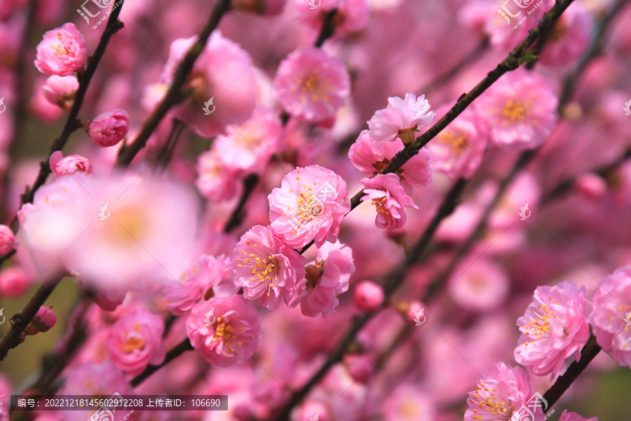 榆叶梅花