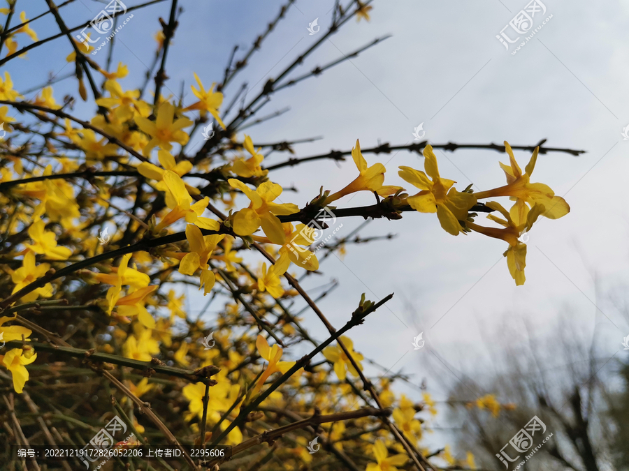 迎春花