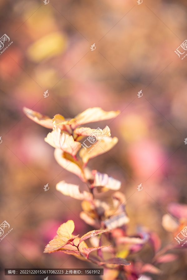 秋冬植物残叶