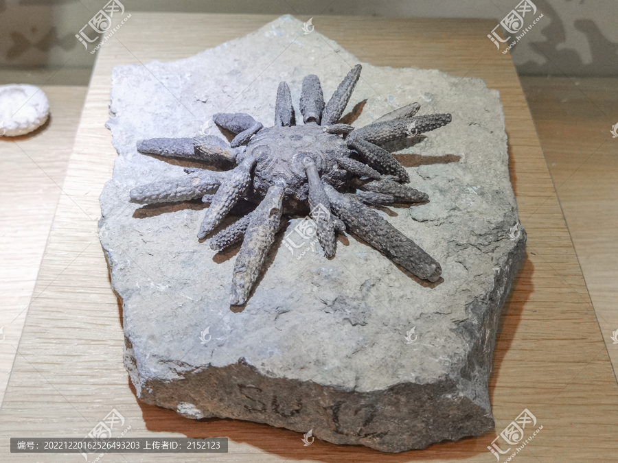 古生物海胆化石