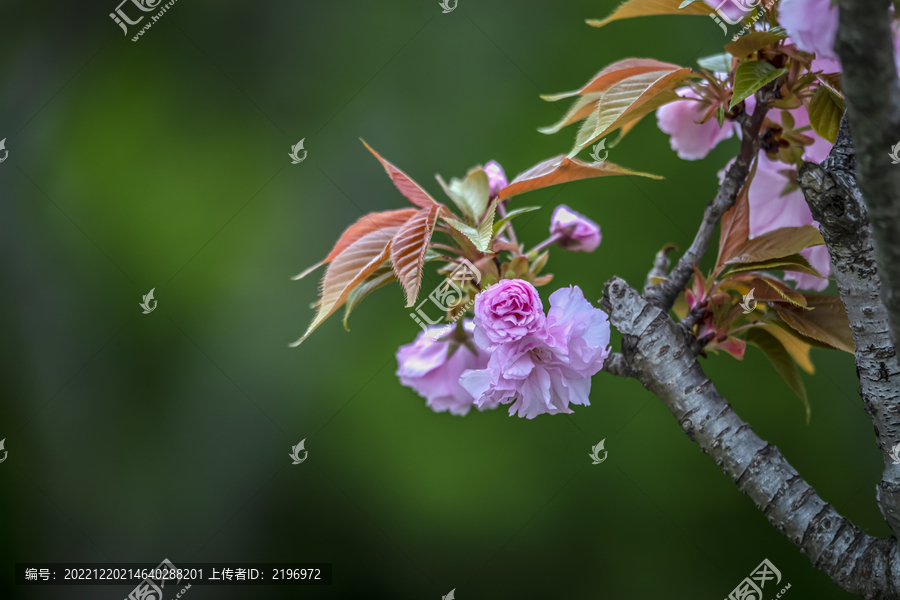 唯美粉红色樱花图片