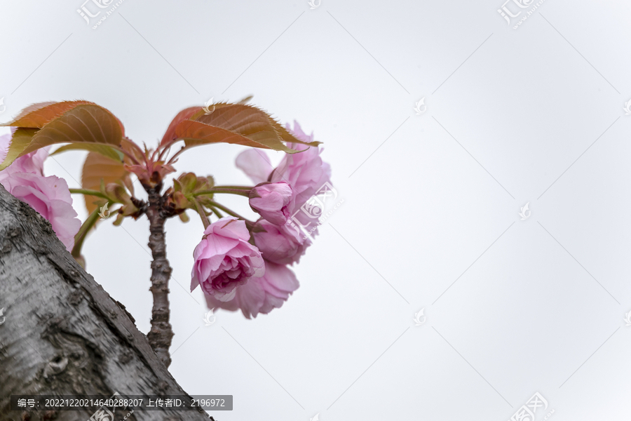 高调粉红色重瓣樱花图片