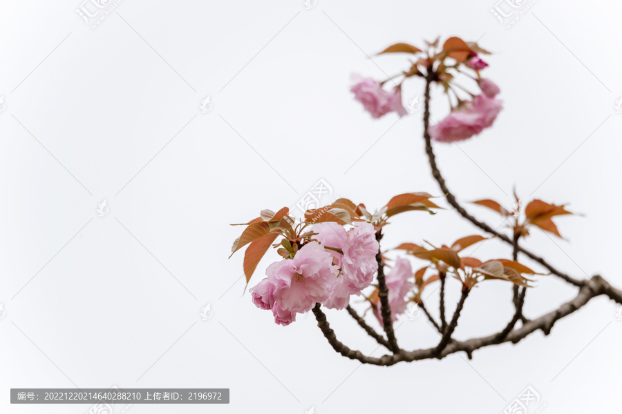 高调粉红色重瓣樱花图片