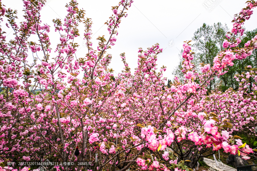 满山樱花树