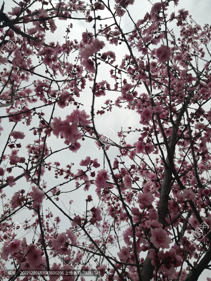 粉桃花一树繁花盛开