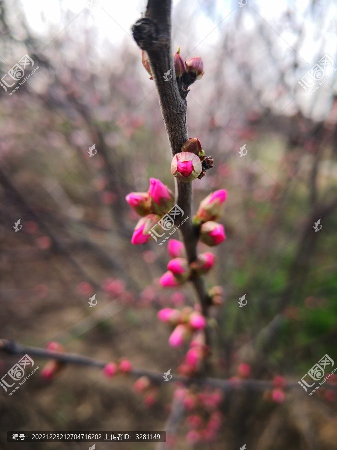 粉桃花花苞待绽放