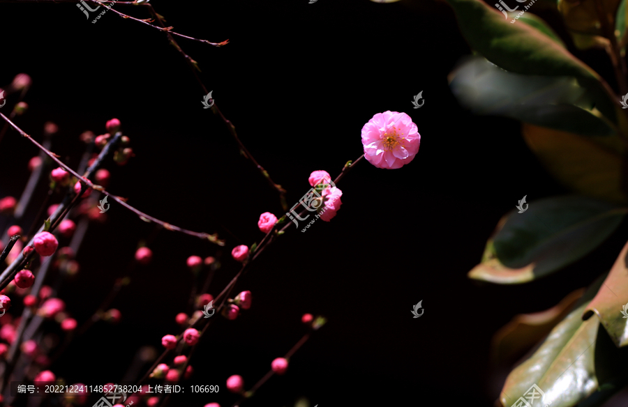 红花碧桃花朵