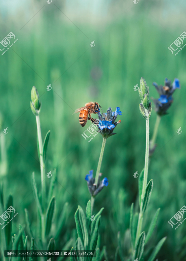 蜜蜂采花