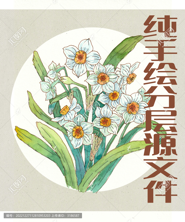 水仙花水彩手绘插图